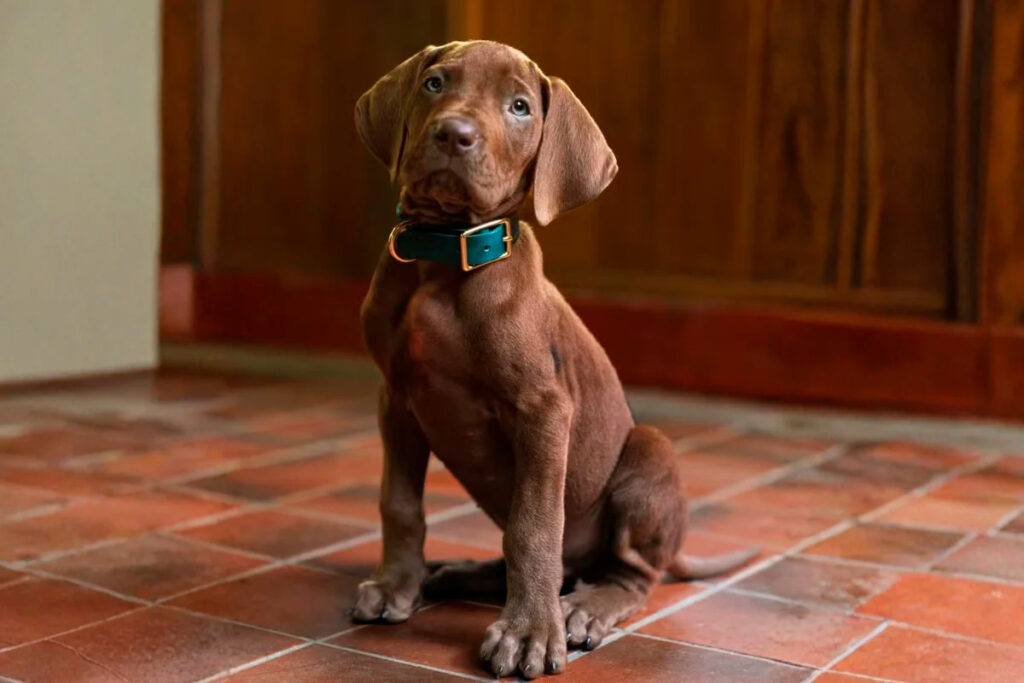 ‘Scooby-Doo’: Netflix revela cachorro que protagonizará novo live-action em vídeo
