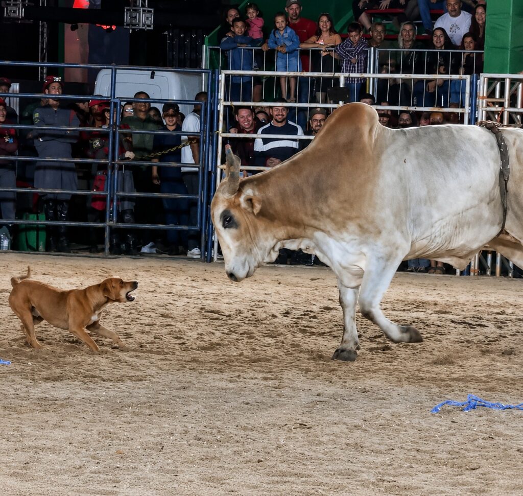 Cachorro caramelo toureiro rouba a cena em rodeio e ganha novo lar após desafiar touro em Goiás